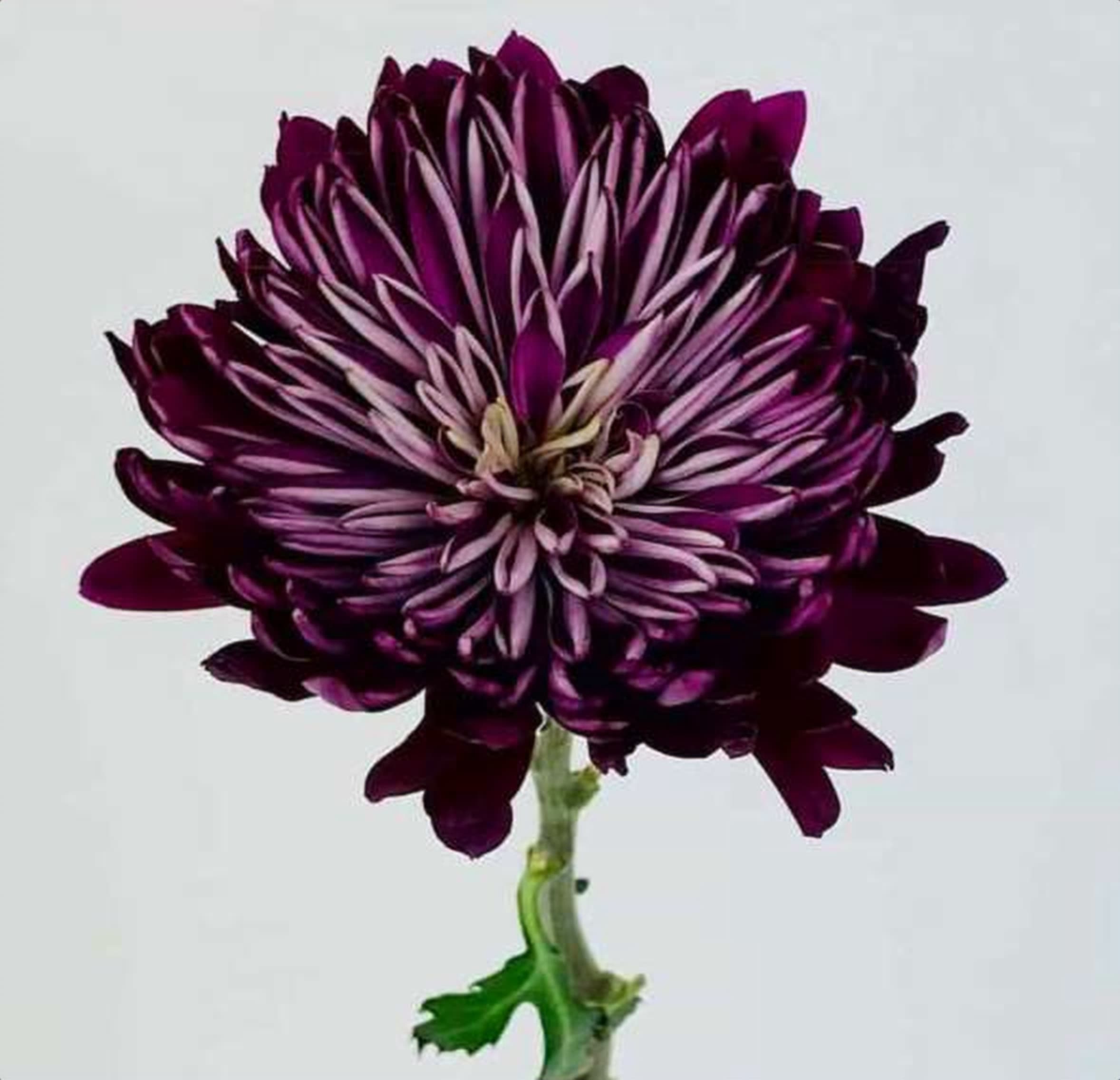 Chrys. Purple Deco, a purple chrysanthemum grown in Kenya for wholesale export