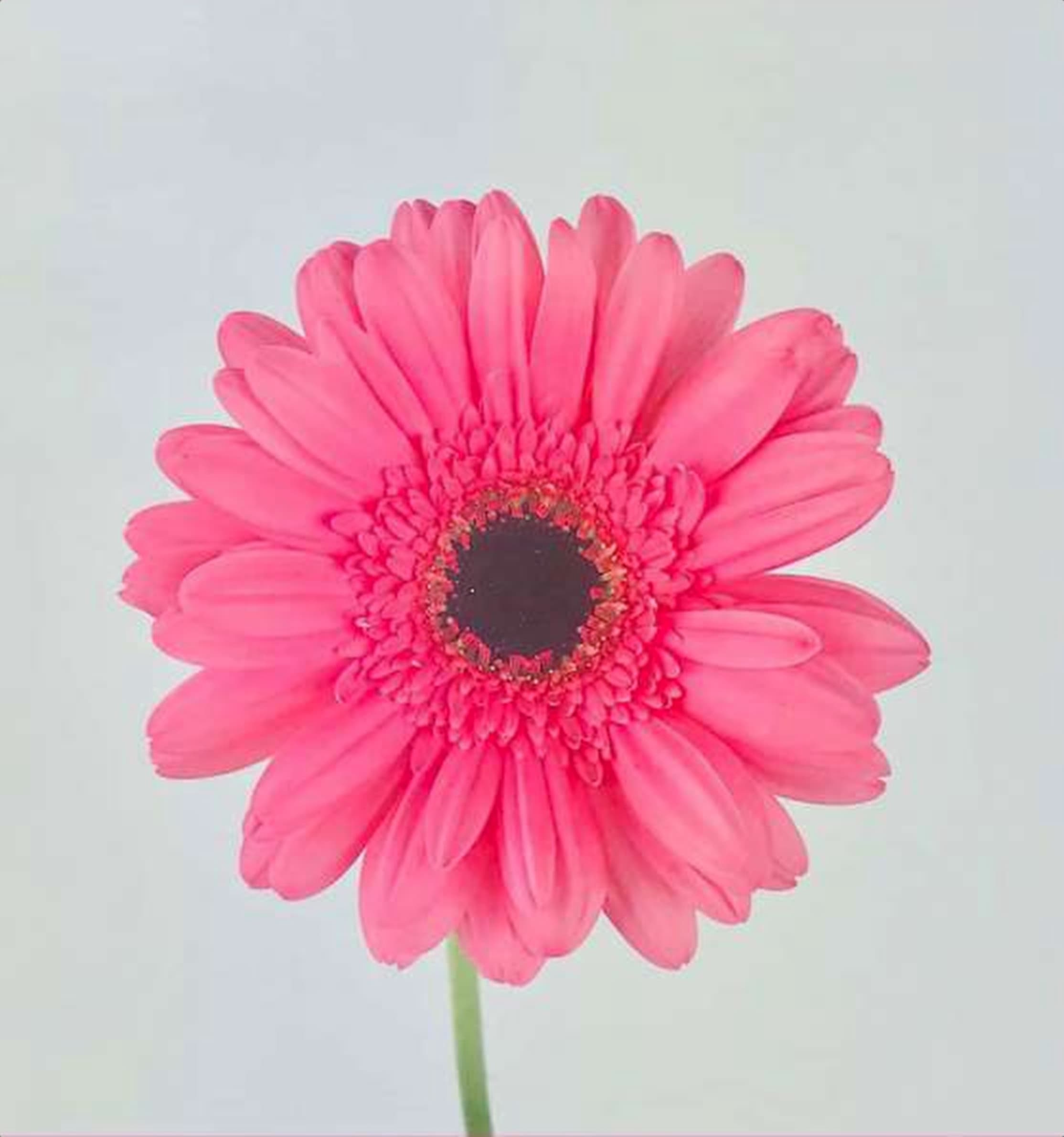Gerbera Daisy Hotpink, a hot pink gerbera daisy grown in Kenya for wholesale export