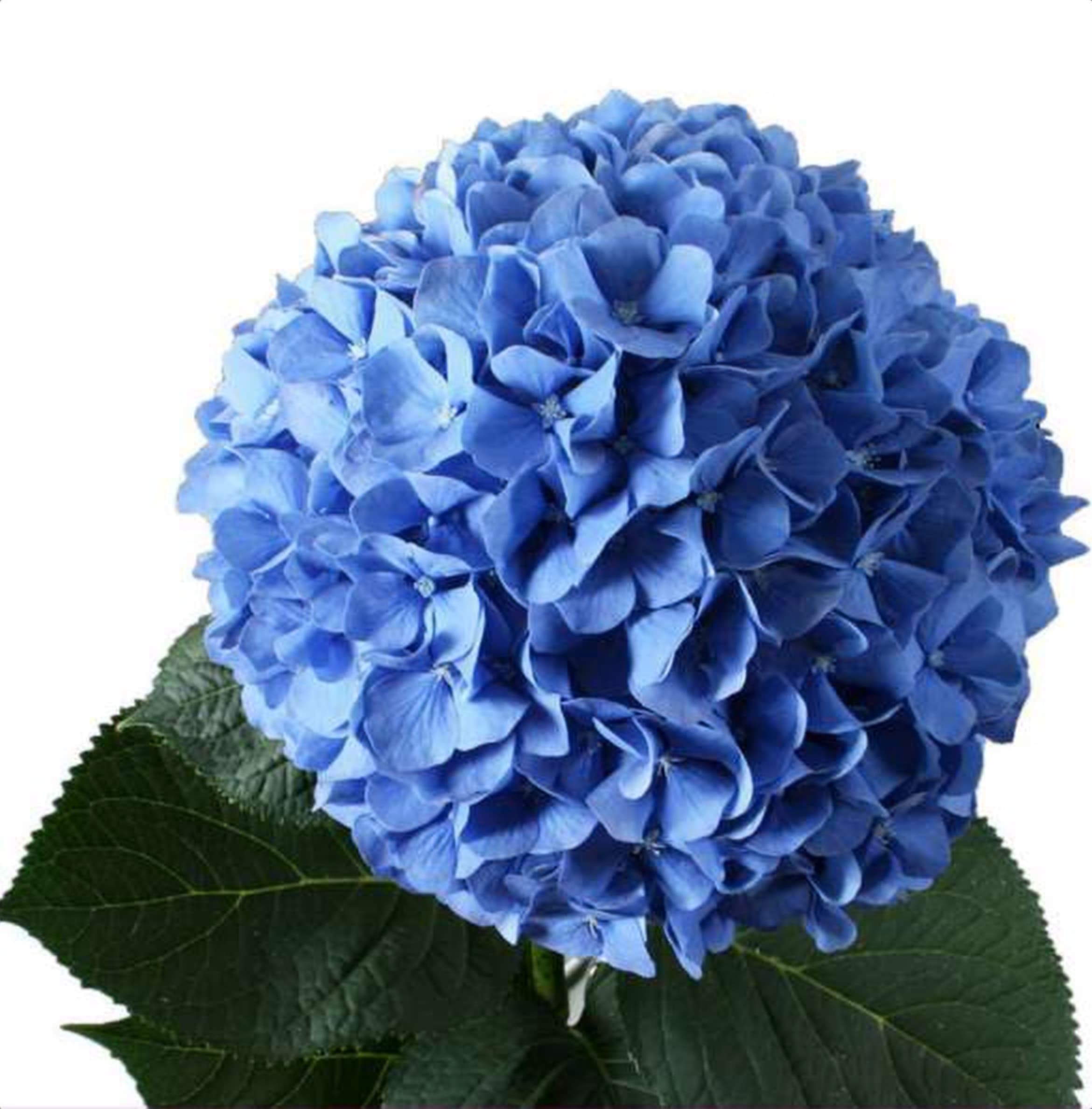 Hydrangea Blue, a blue hydrangea grown in Kenya for wholesale export