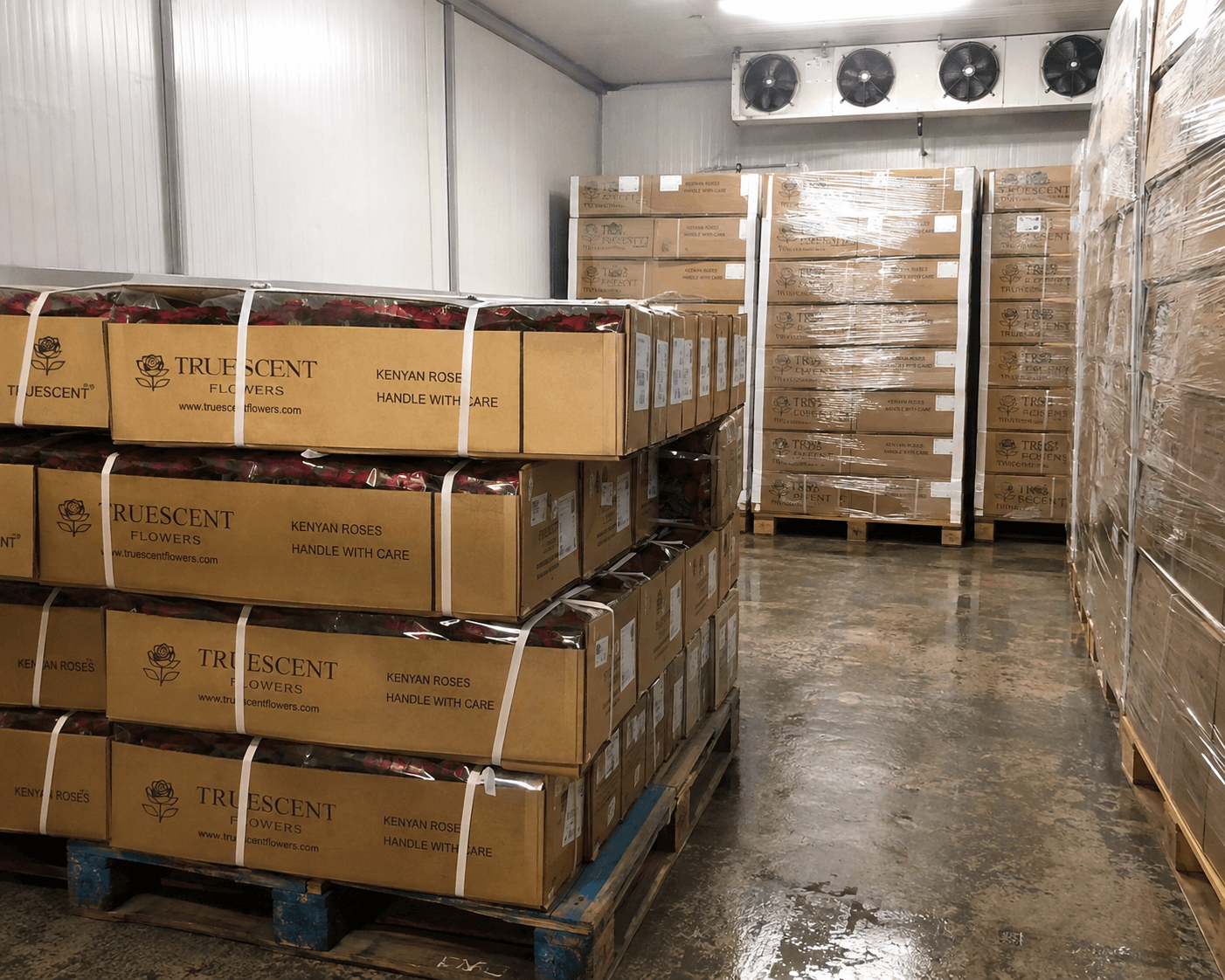 TrueScent Flowers export cartons of Kenyan roses stacked in a cold room